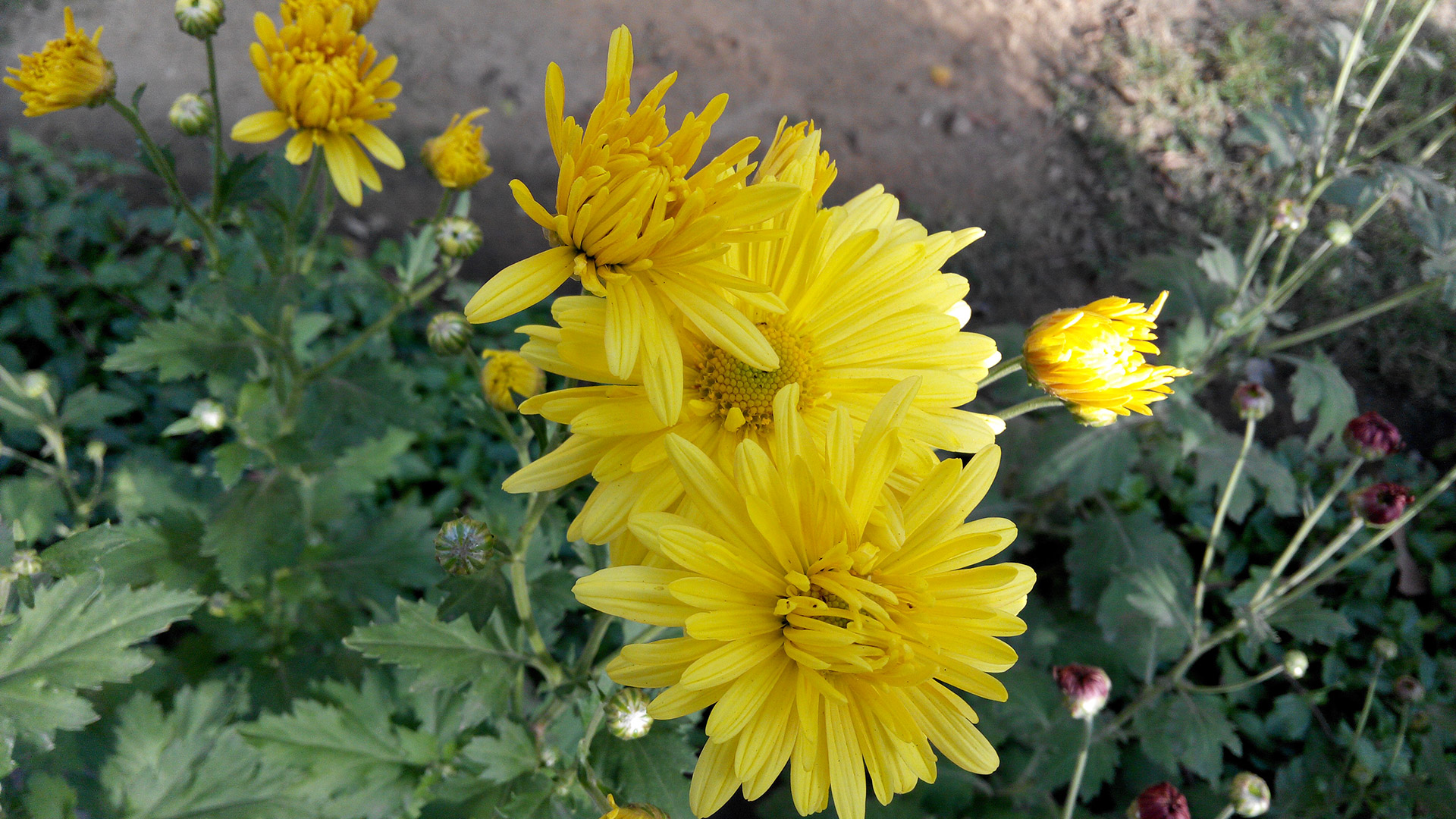 Flowers